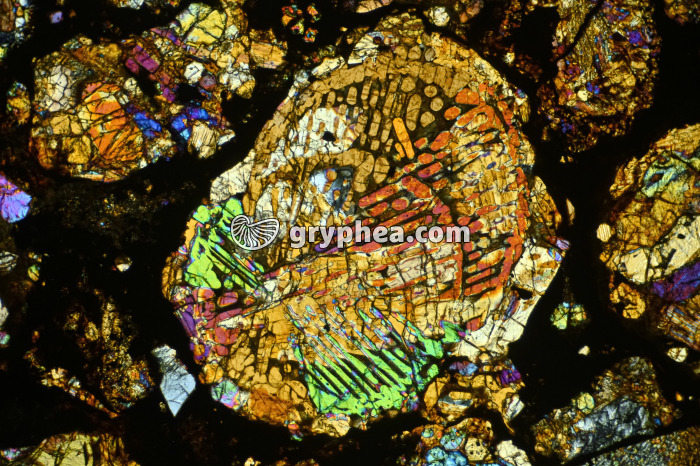 Météorite LPA x16 - gryphea.com